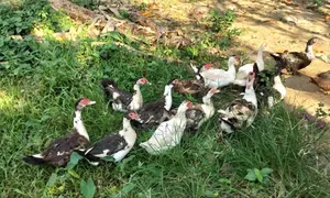 ১৫ পিছ চিনা হাস
