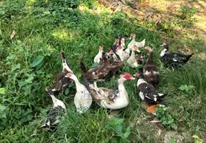 ১৫ পিছ চিনা হাস