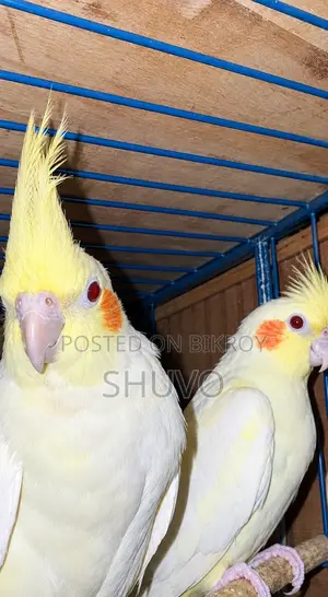 মাস্টার পেয়ার ককাটেল পাখি