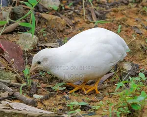 King Quail