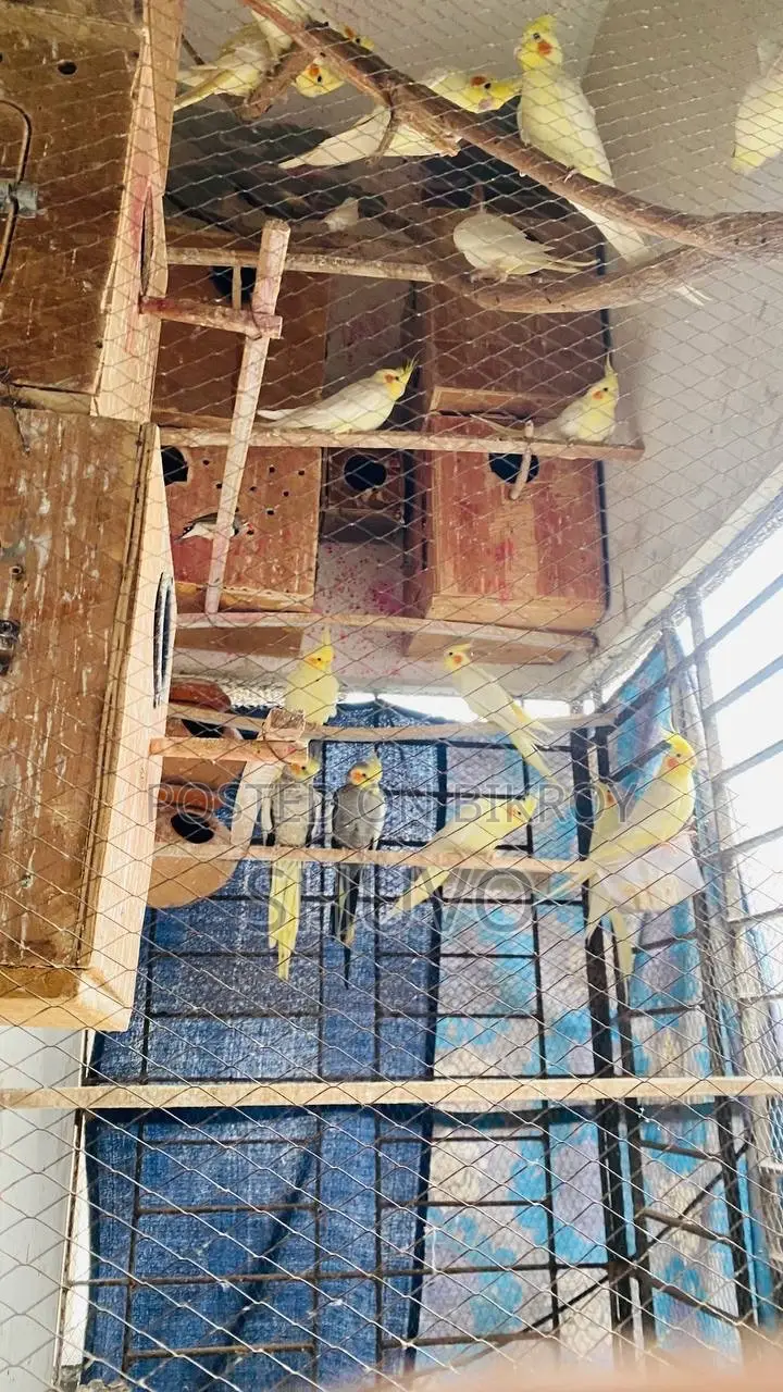 মাস্টার পেয়ার ককাটেল পাখি