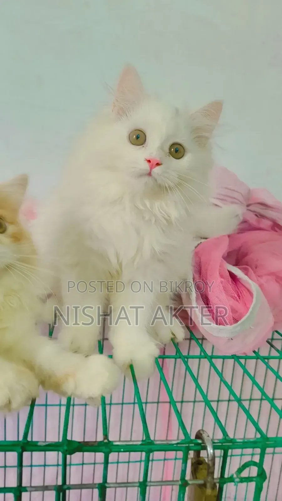 1-3 months Male Purebred Persian