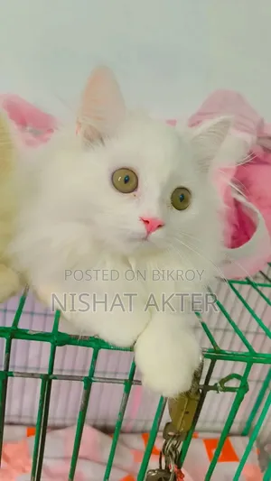 1-3 months Male Purebred Persian