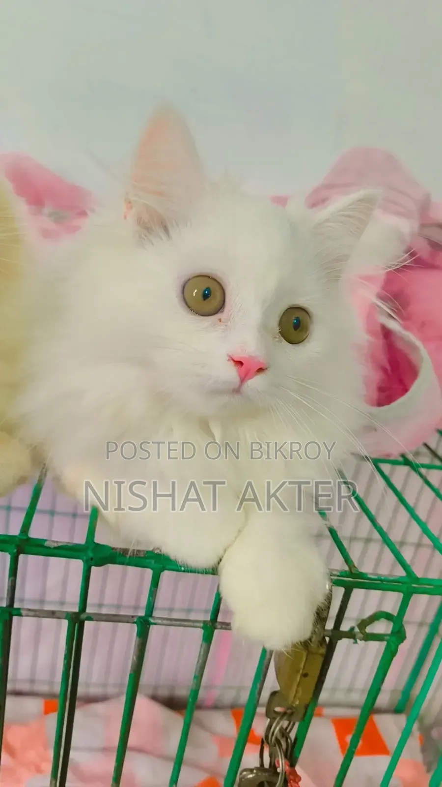 1-3 months Male Purebred Persian