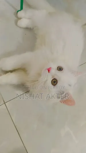 1-3 months Male Purebred Persian