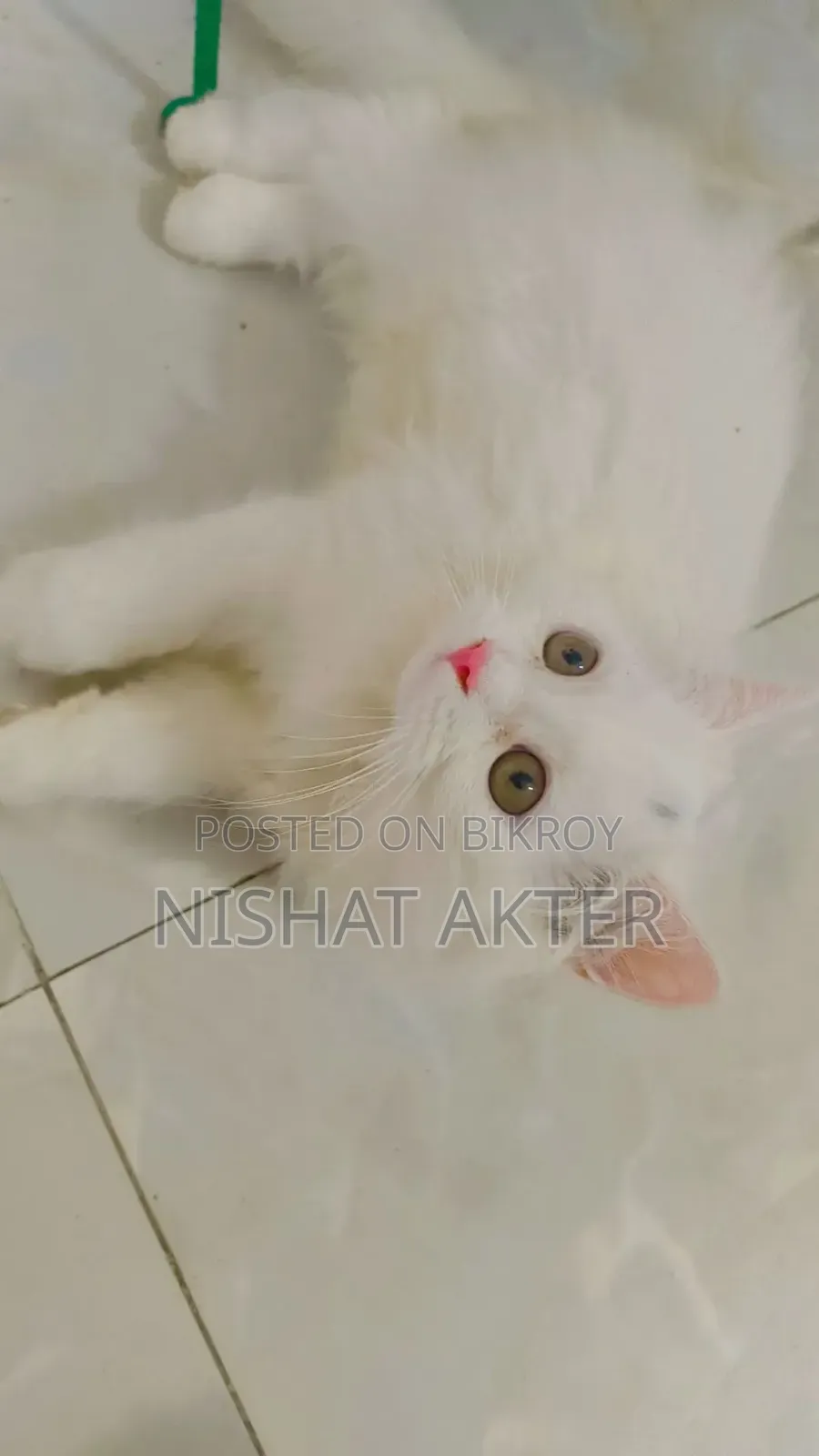 1-3 months Male Purebred Persian