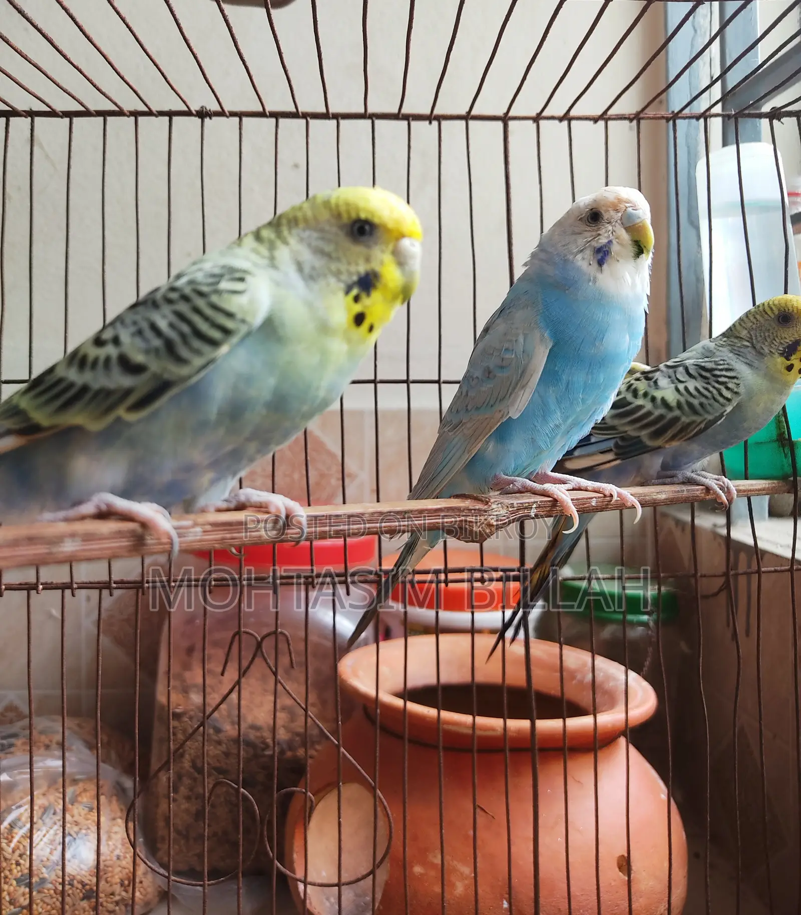 3 Adult Female Budgerigar