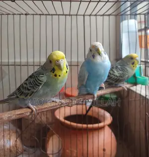 3 Adult Female Budgerigar