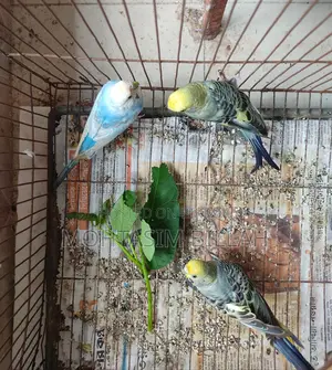 3 Adult Female Budgerigar