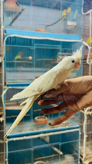 Albino Cockatiel Tamed Bird