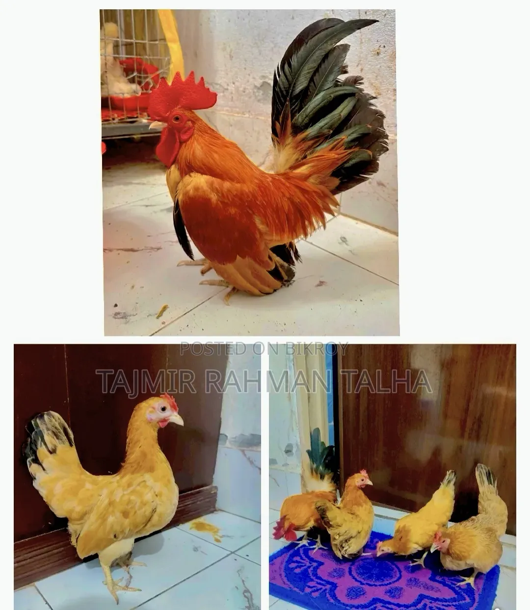 সেরেমা মুরগি, ১১ টি বাচ্চা ও ১৬ টি ডিম সহ।।।