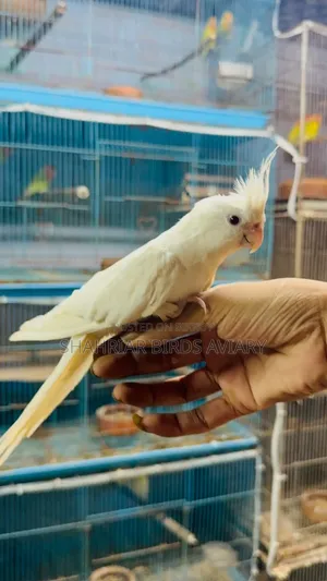 Albino Cockatiel Tamed Bird