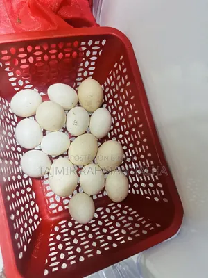 সেরেমা মুরগি, ১১ টি বাচ্চা ও ১৬ টি ডিম সহ।।।