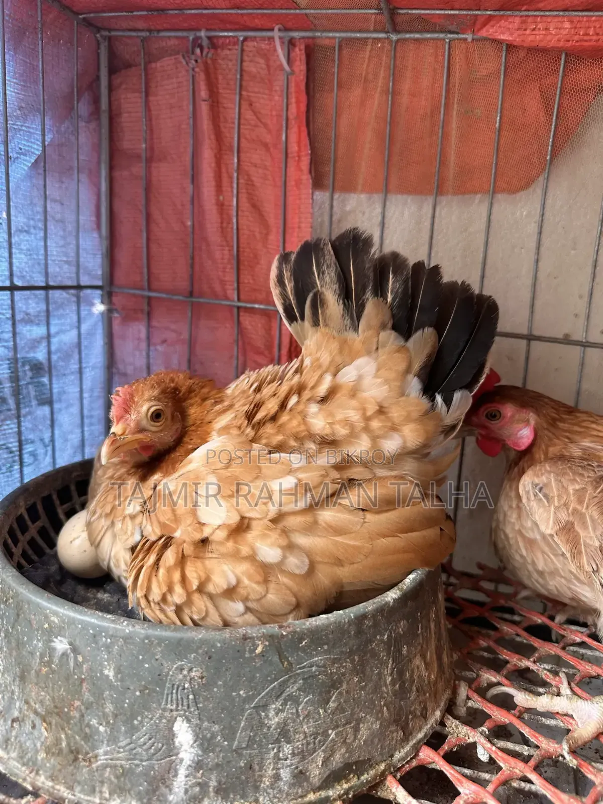 সেরেমা মুরগি, ১১ টি বাচ্চা ও ১৬ টি ডিম সহ।।।