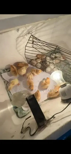 সেরেমা মুরগি, ১১ টি বাচ্চা ও ১৬ টি ডিম সহ।।।