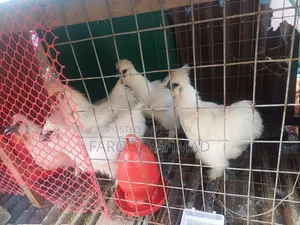 সিল্কি মুরগি