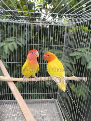 2 Adult Lovebirds DNA Female for Sale
