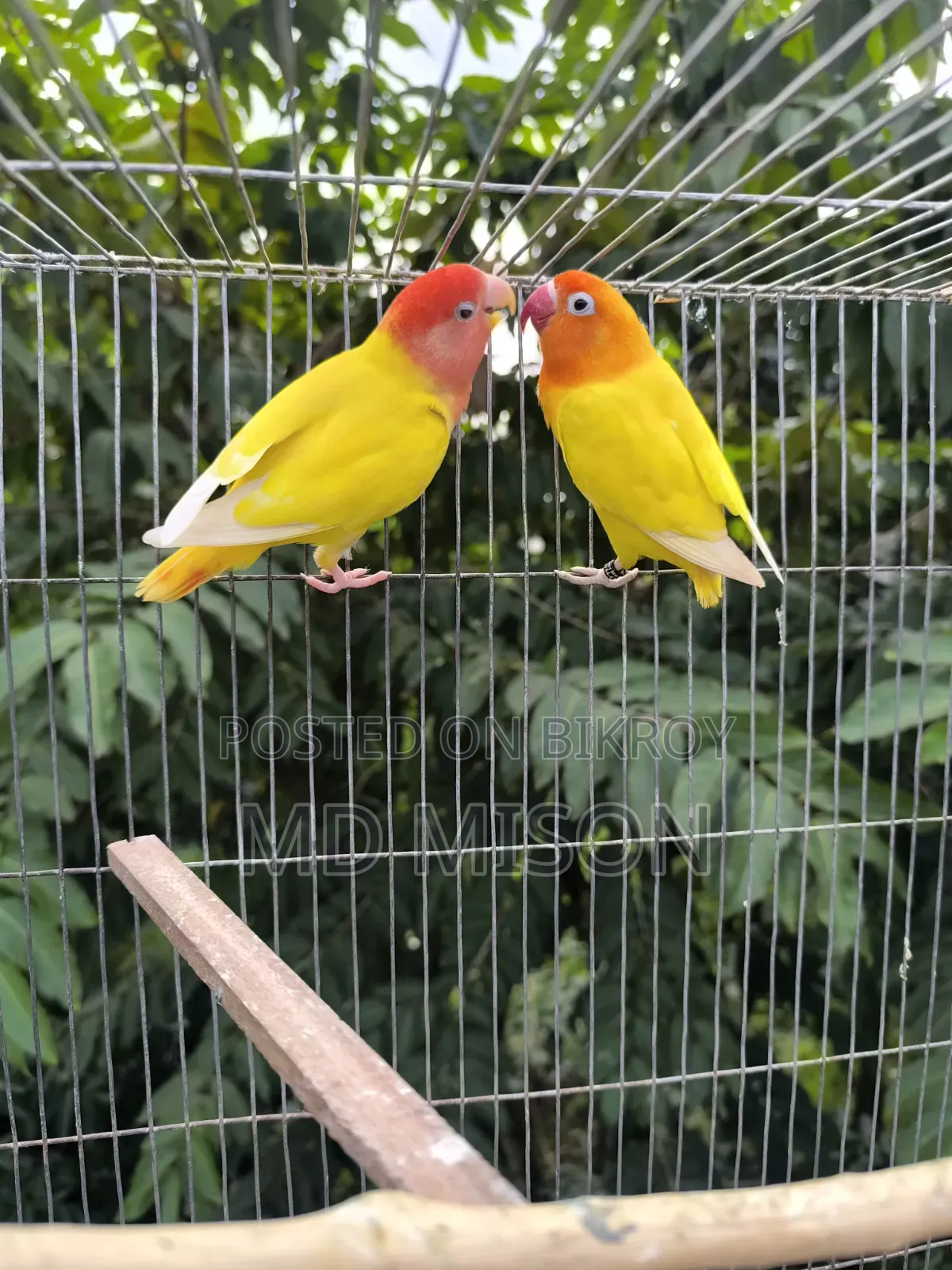 2 Adult Lovebirds DNA Female for Sale