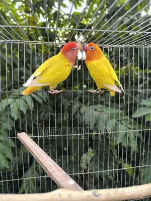 2 Adult Lovebirds DNA Female for Sale