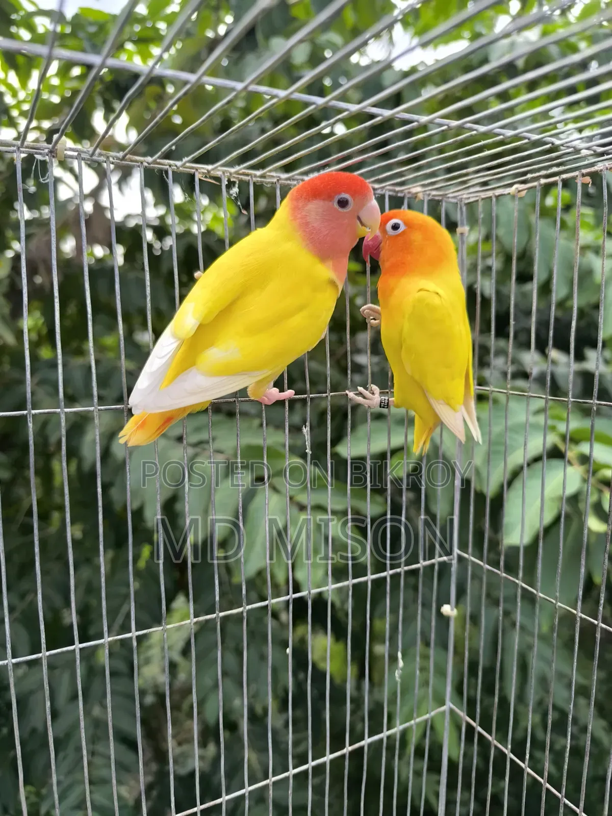 2 Adult Lovebirds DNA Female for Sale