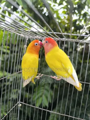 2 Adult Lovebirds DNA Female for Sale