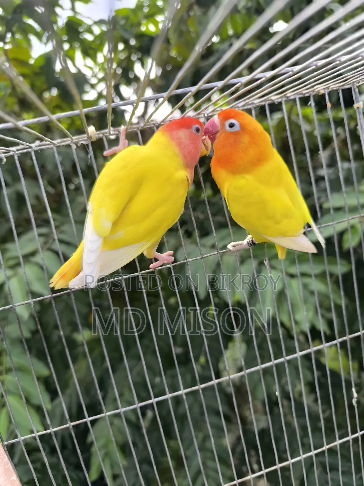 2 Adult Lovebirds DNA Female for Sale