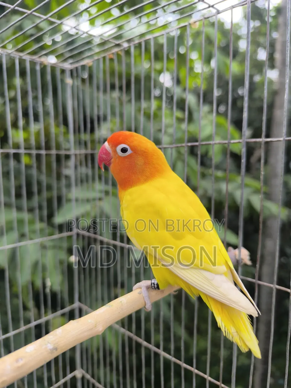 2 Adult Lovebirds DNA Female for Sale