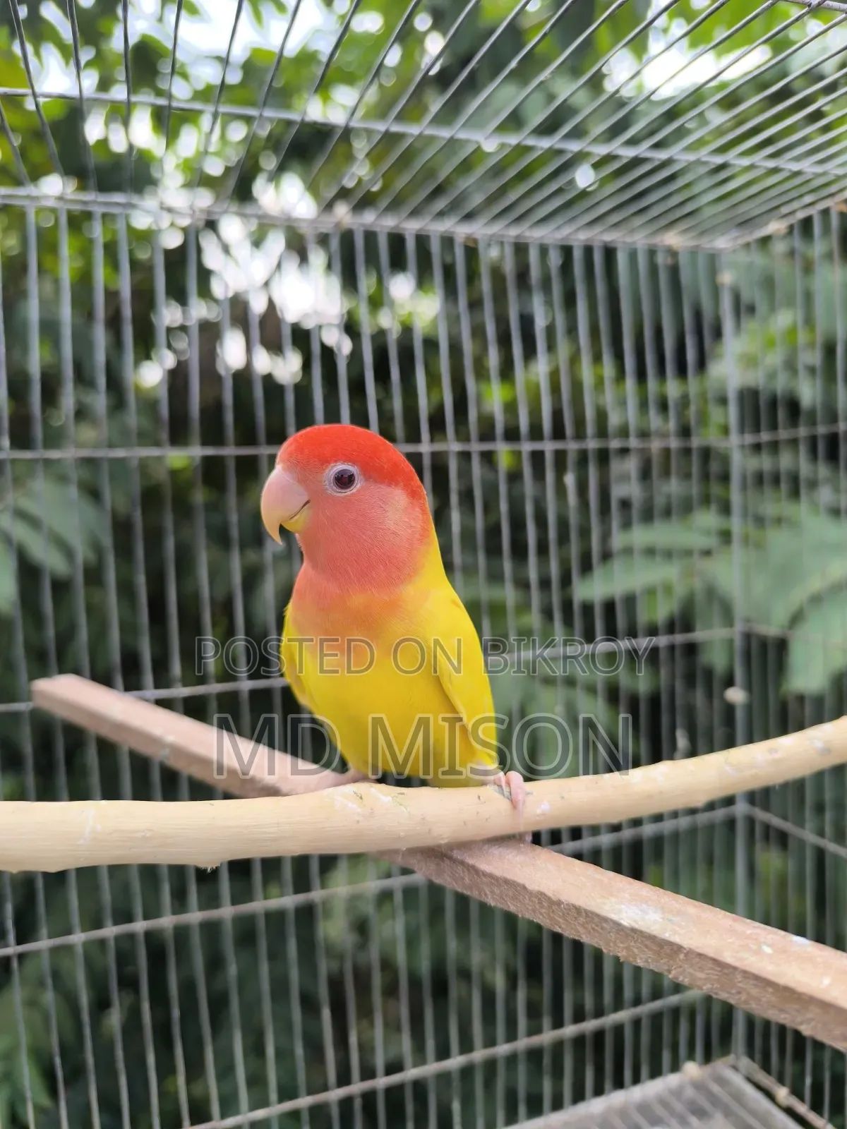 2 Adult Lovebirds DNA Female for Sale