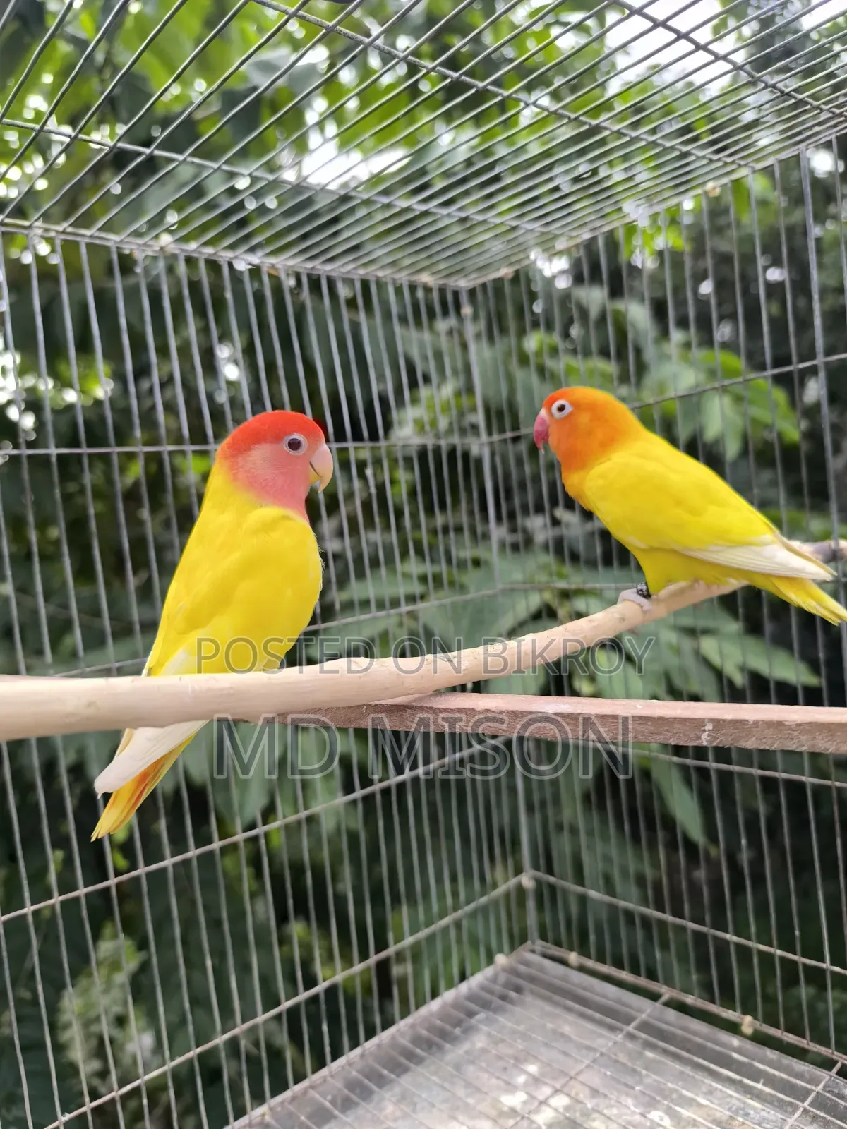 2 Adult Lovebirds DNA Female for Sale