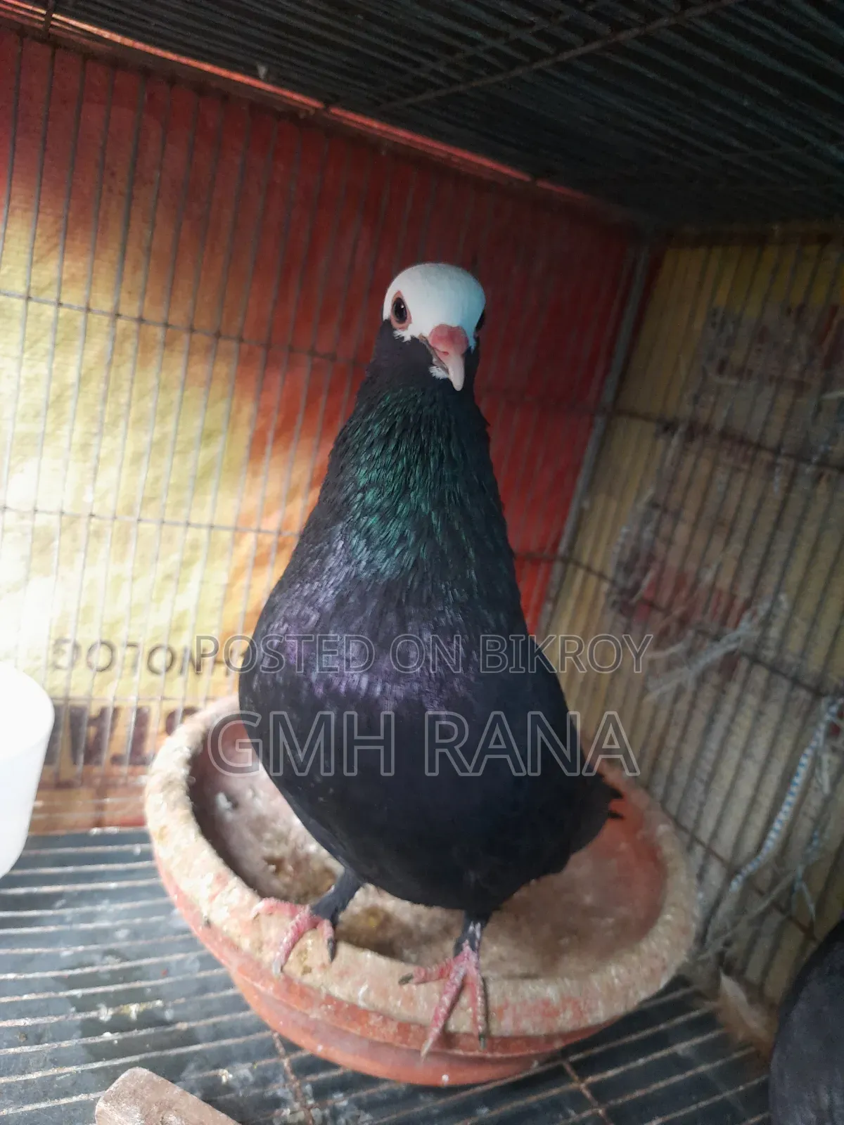 Black and White Girra Pigeon