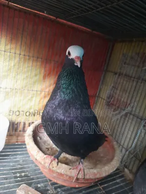 Black and White Girra Pigeon