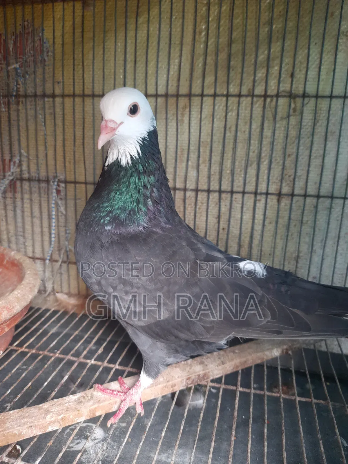 Black and White Girra Pigeon