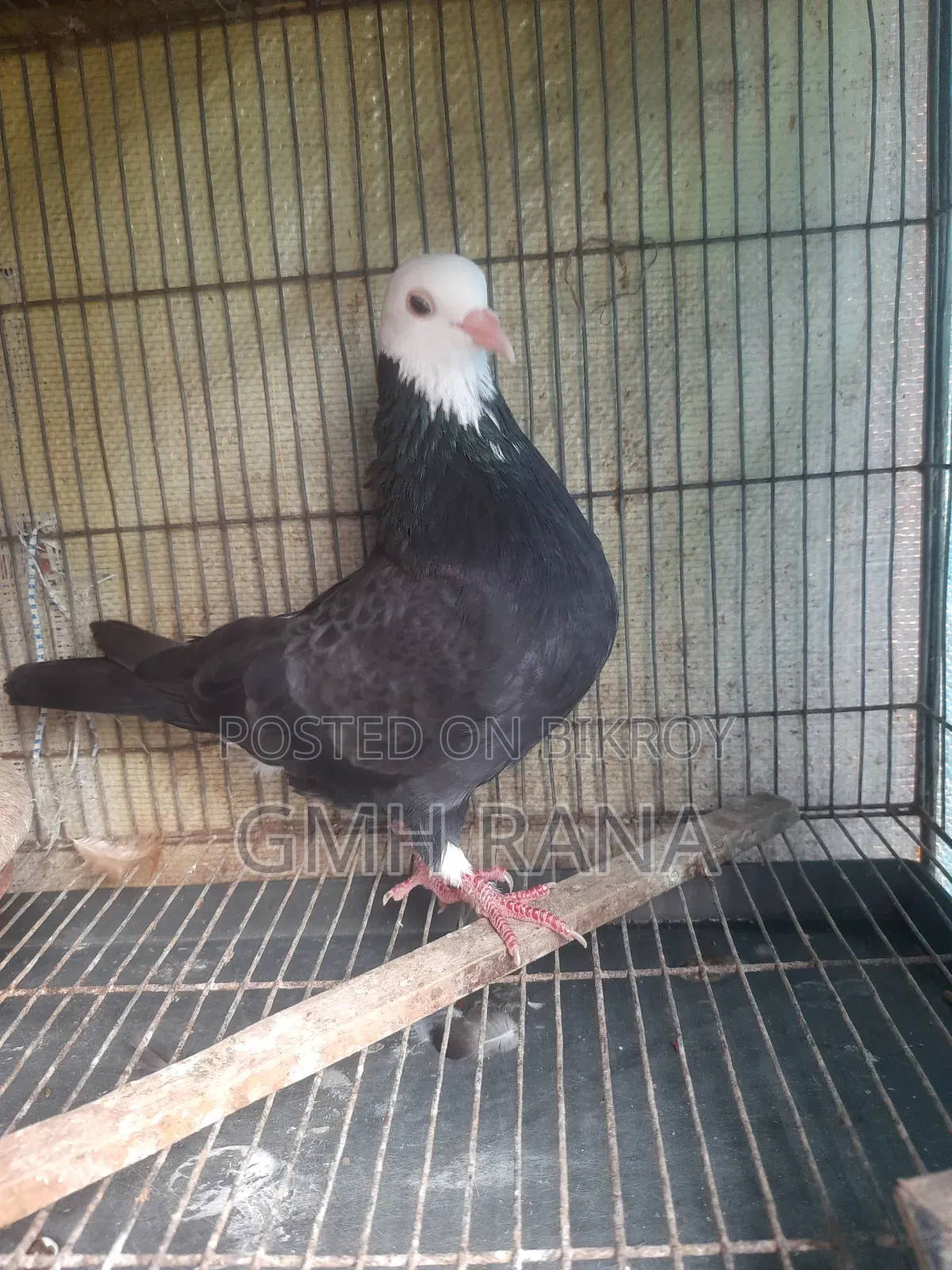 Black and White Girra Pigeon