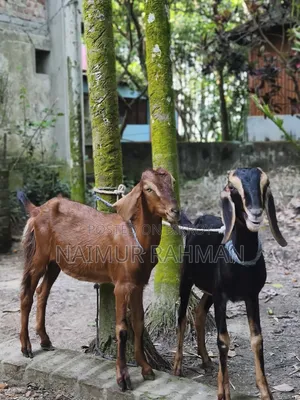Two 8-Month-Old Beautiful Ram Goats For Sale