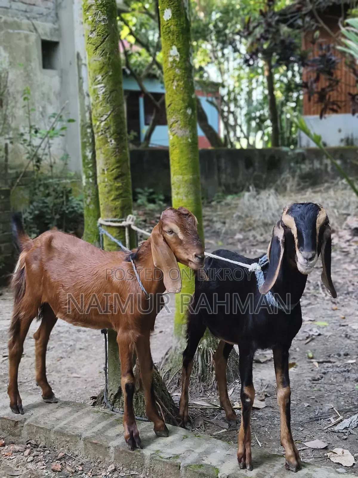 Two 8-Month-Old Beautiful Ram Goats for Sale