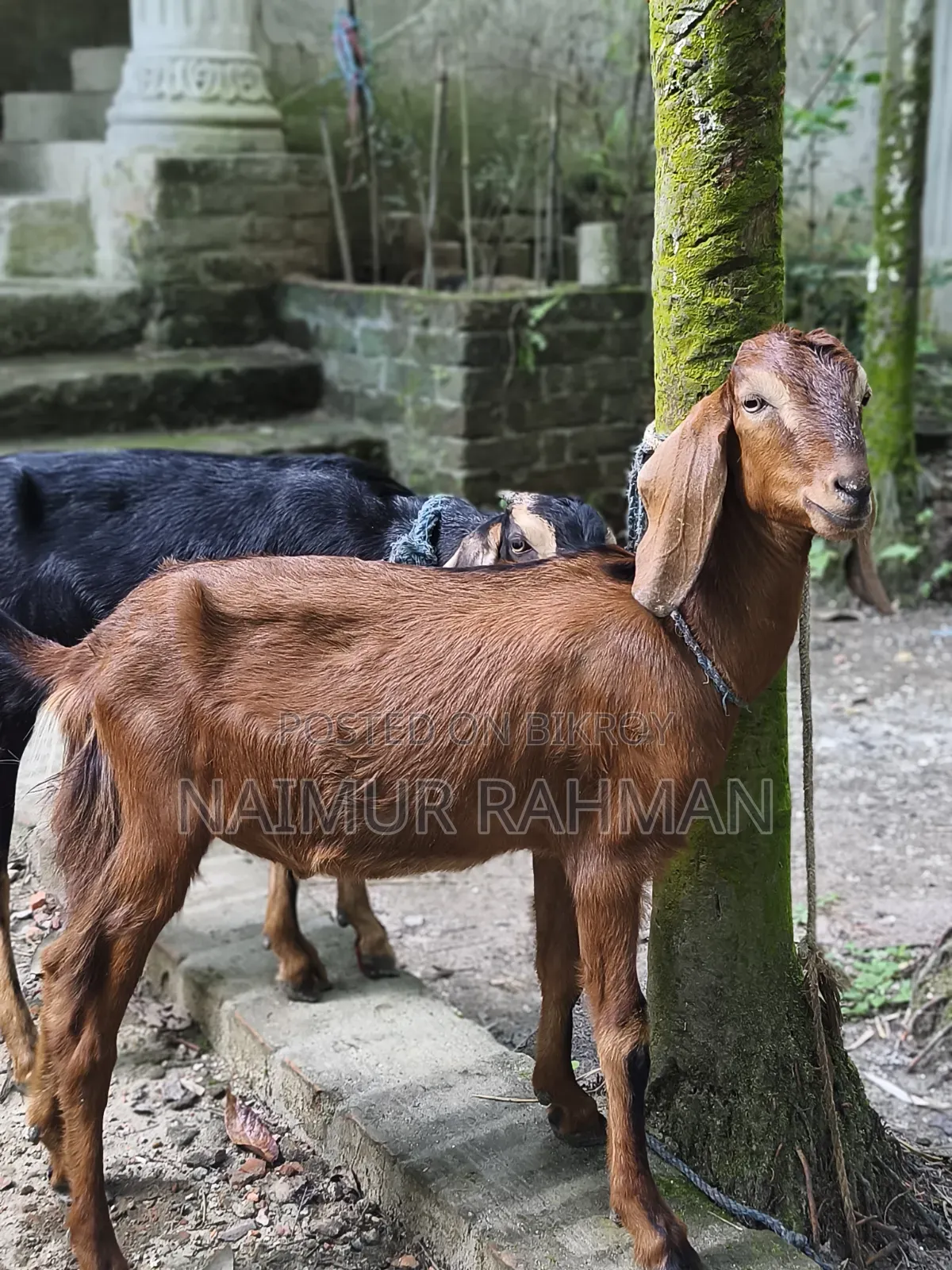 Two 8-Month-Old Beautiful Ram Goats for Sale