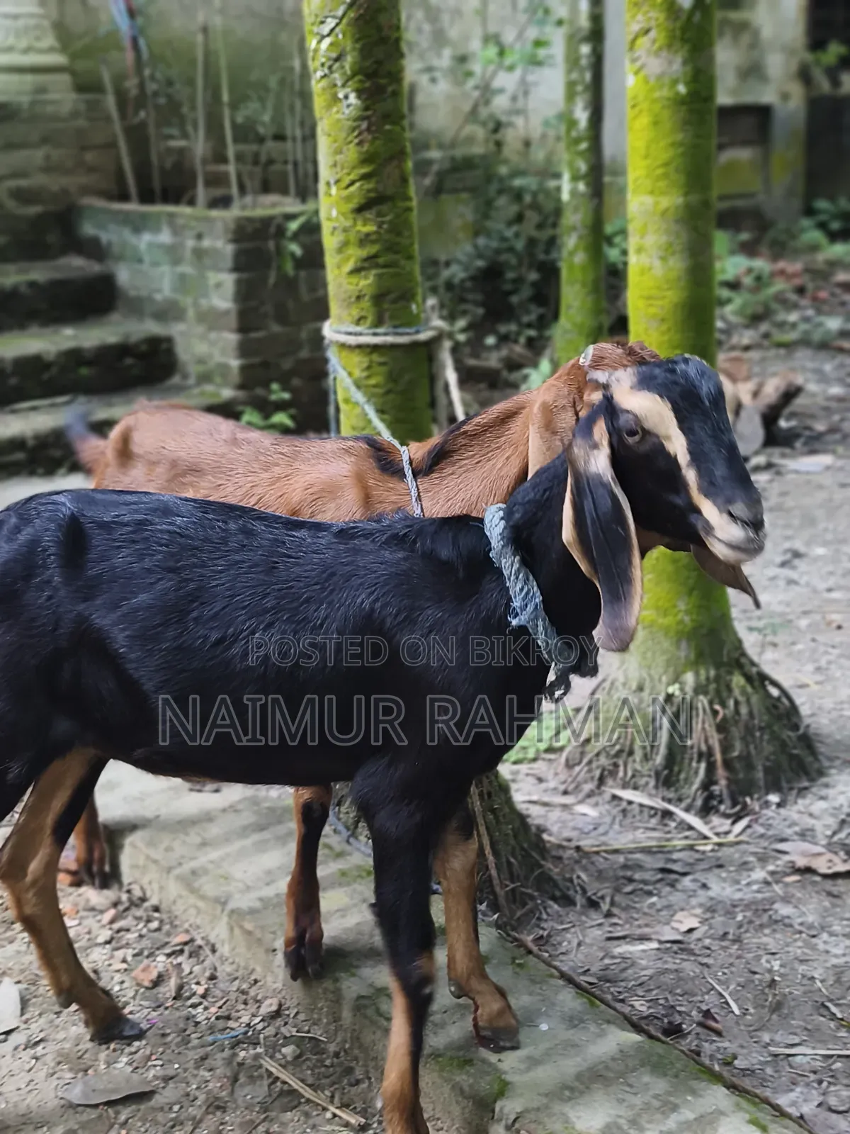 Two 8-Month-Old Beautiful Ram Goats for Sale