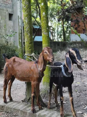 Two 8-Month-Old Beautiful Ram Goats for Sale