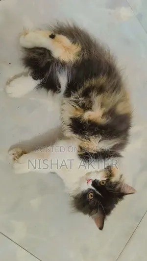 1-3 months Female Purebred Persian