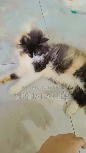 1-3 months Female Purebred Persian