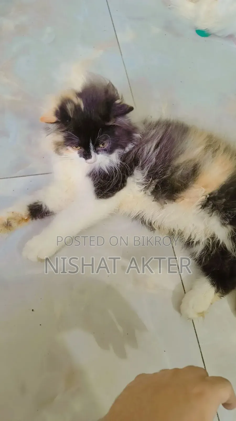 1-3 months Female Purebred Persian