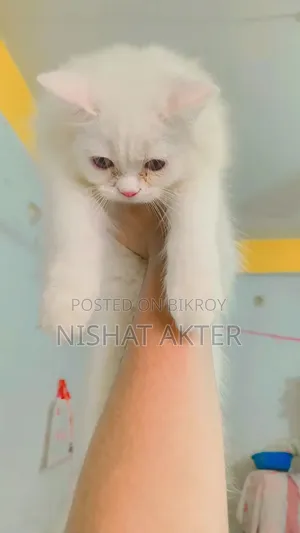 1-3 months Female Purebred Persian