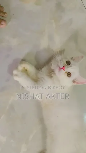 1-3 months Female Purebred Persian