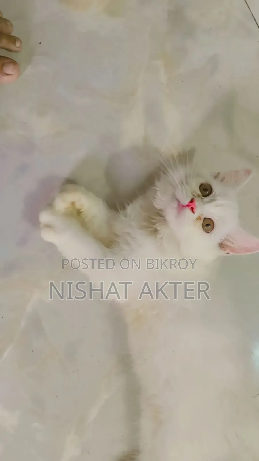 1-3 months Female Purebred Persian