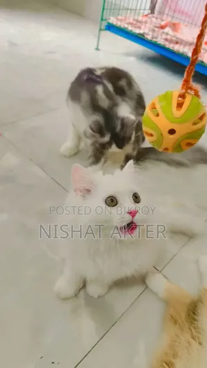 1-3 months Female Purebred Persian