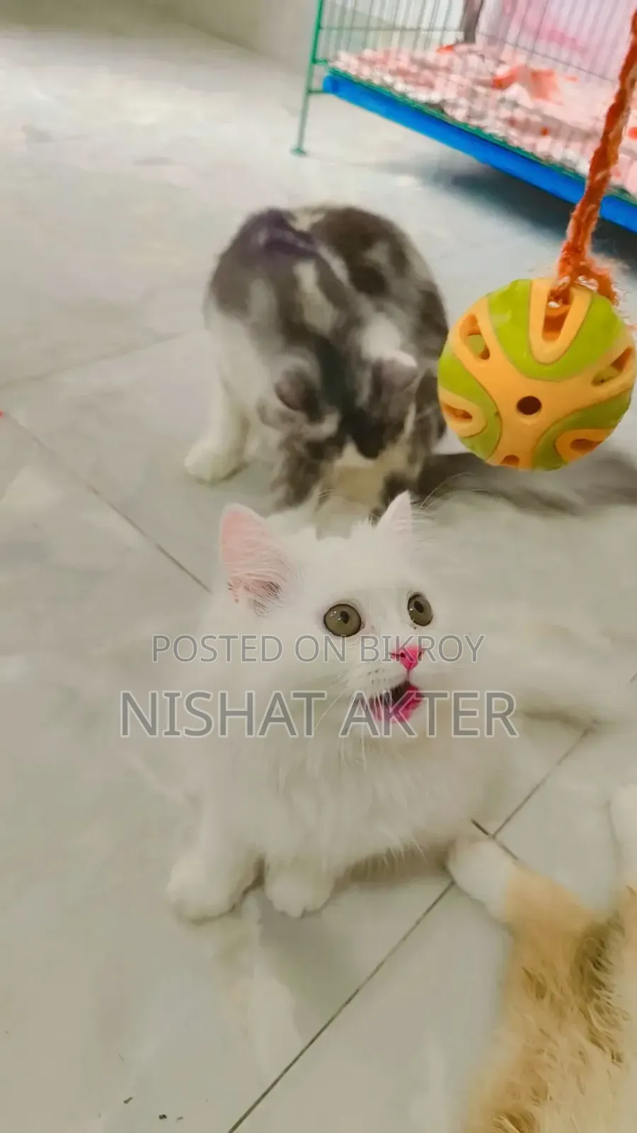 1-3 months Female Purebred Persian