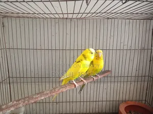 Budgerigar Bird Running Pair