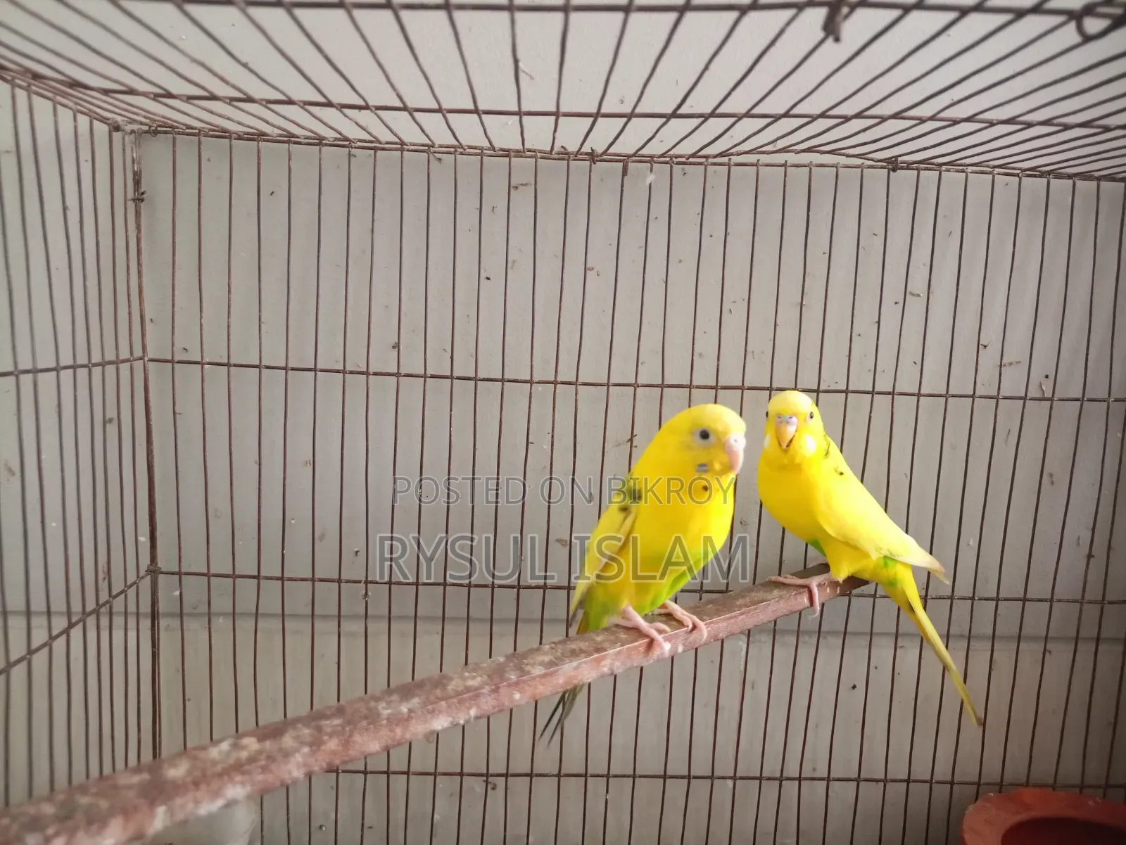 Budgerigar Bird Running Pair