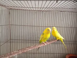 Budgerigar Bird Running Pair