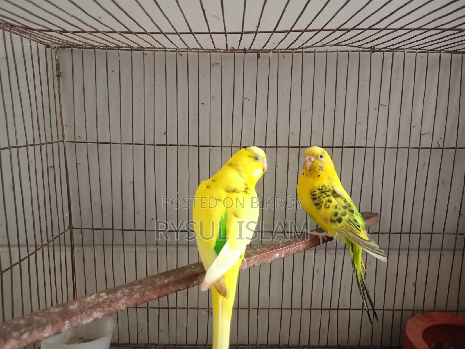 Budgerigar Bird Running Pair